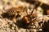 Colletes cunicularius